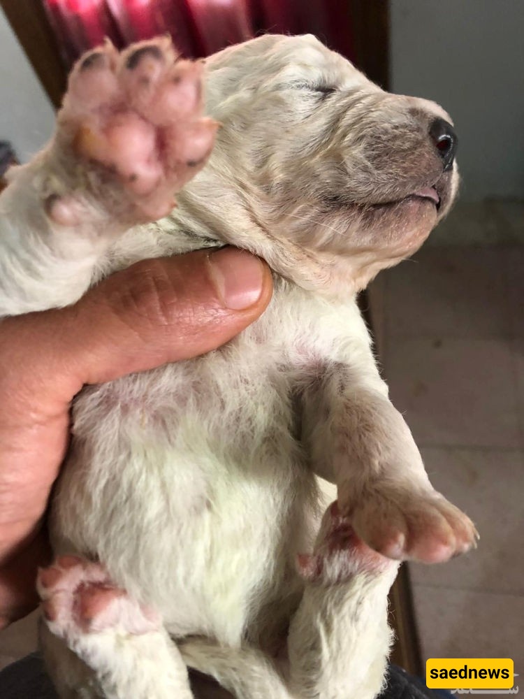 puppy 