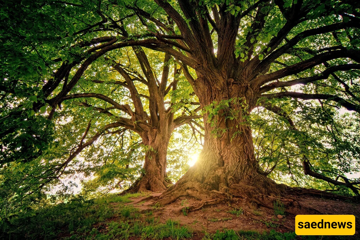 trees