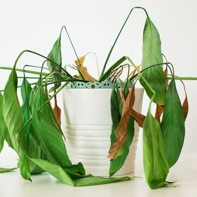 Signs Plants Show Before They Start Dying