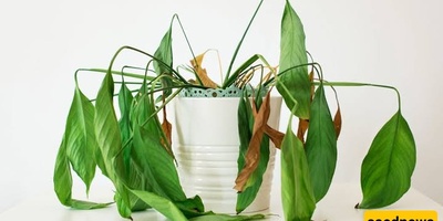 Signs Plants Show Before They Start Dying