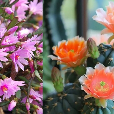 The Most Stunning Low-Maintenance Indoor Cacti That Will Surprise You with Their Dazzling Flowers