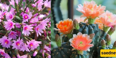 The Most Stunning Low-Maintenance Indoor Cacti That Will Surprise You with Their Dazzling Flowers
