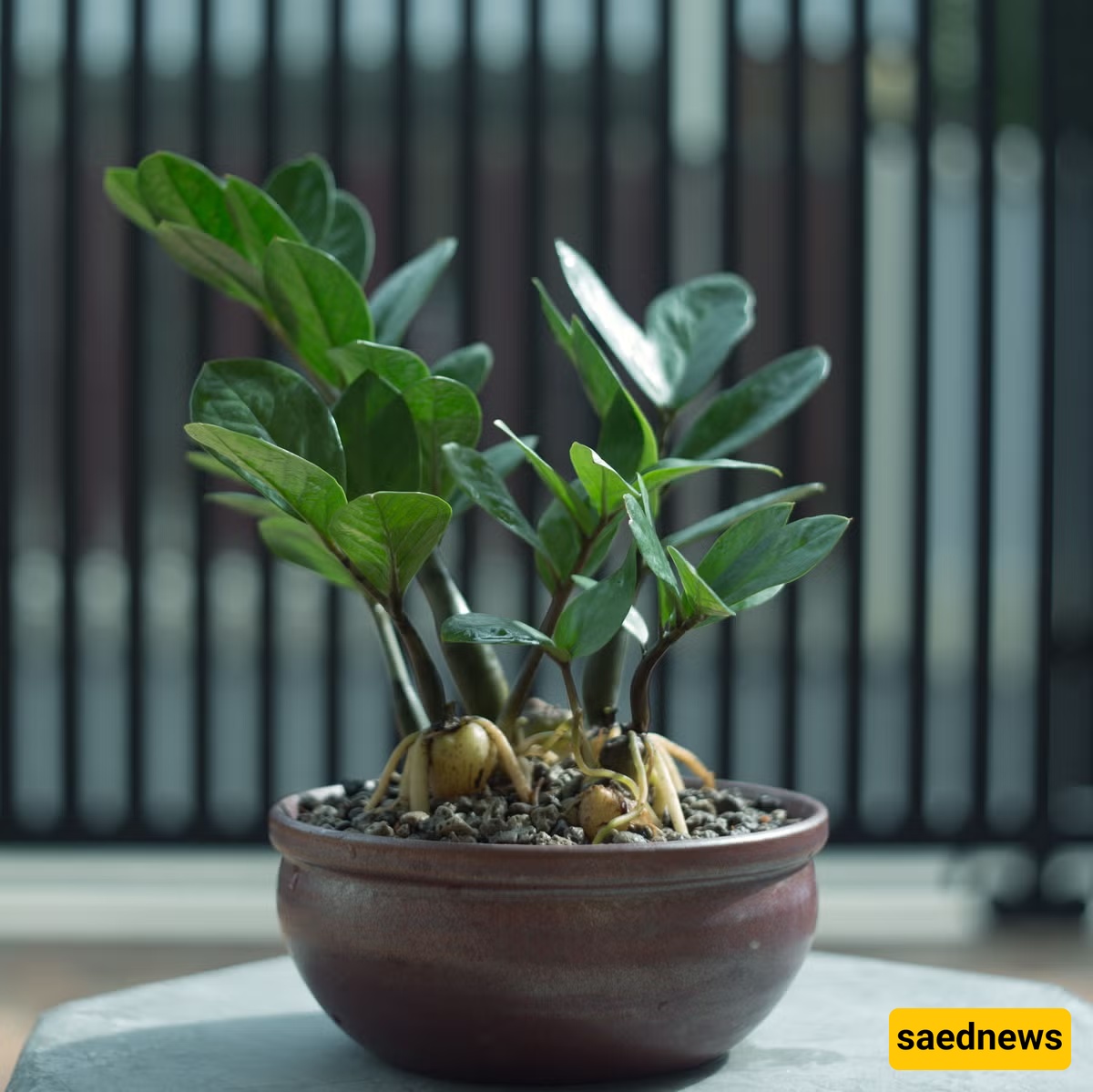 ZZ Plant