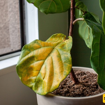 Signs of Low Light in Green-Leaf Plants