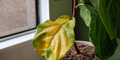 Signs of Low Light in Green-Leaf Plants