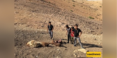 Palestinian Child Killed by Israeli Forces Amid Intensifying West Bank Land Seizures