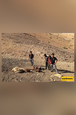 Palestinian Child Killed by Israeli Forces Amid Intensifying West Bank Land Seizures