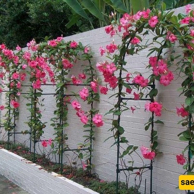 Mandolia Cultivation and Care Guide