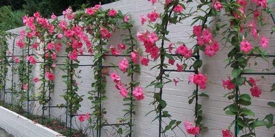 Mandolia Cultivation and Care Guide