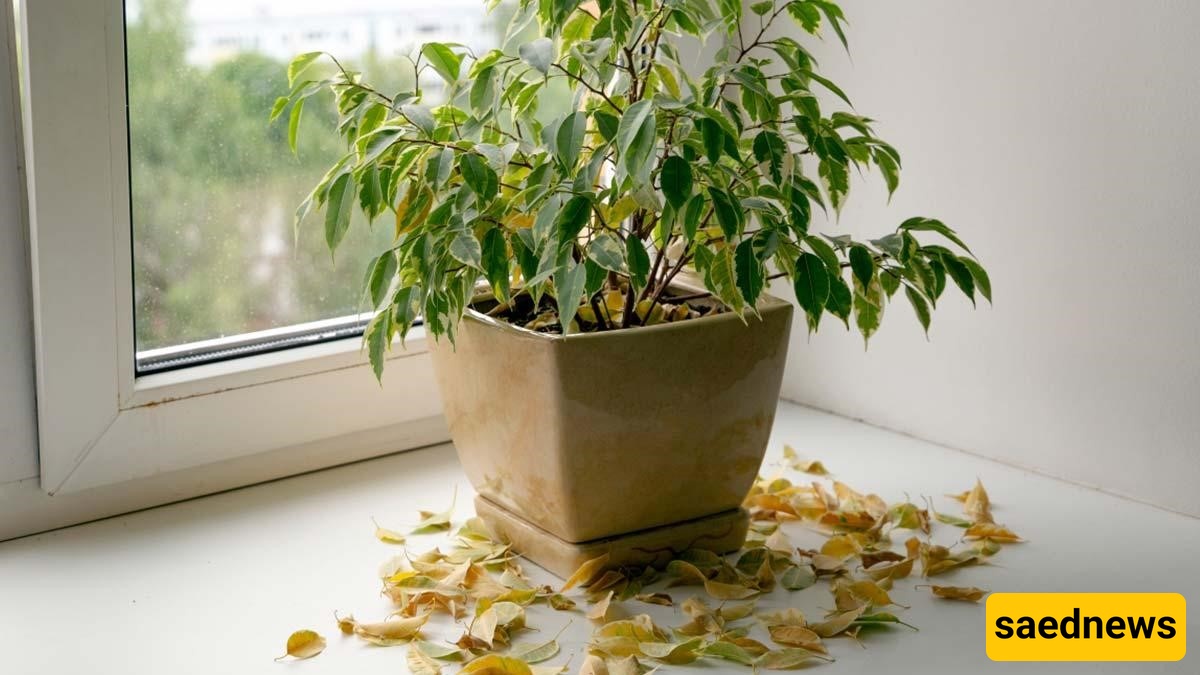 plant