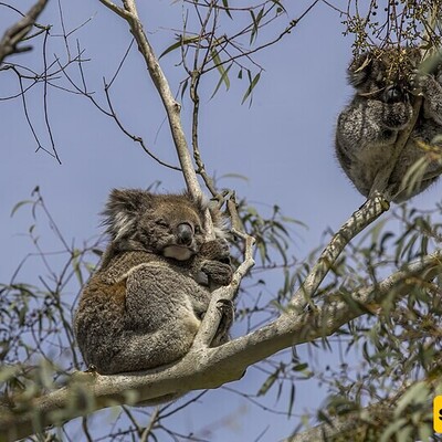 Koala Fingerprints: Nature’s Surprising Twin to Humans