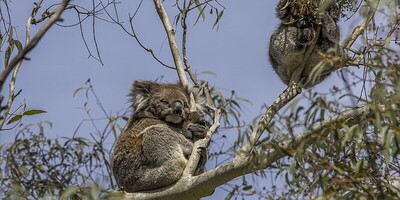 Koala Fingerprints: Nature’s Surprising Twin to Humans