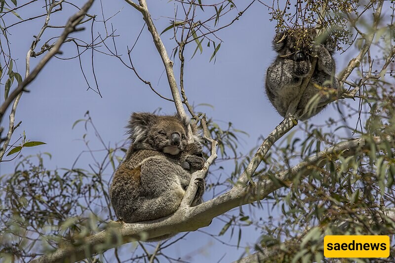 Koala Fingerprints: Nature’s Surprising Twin to Humans