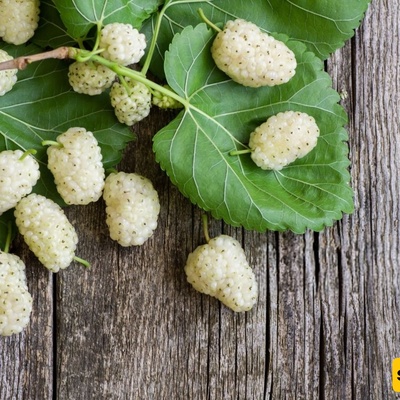 How Many Calories Are in 100 Grams of Fresh and Dried Mulberries?
