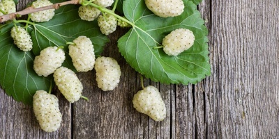 How Many Calories Are in 100 Grams of Fresh and Dried Mulberries?