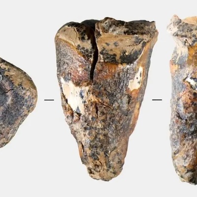 A 60,000-Year-Old Tooth Suggests That Neanderthals Practiced Dentistry