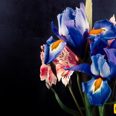 Getting to Know the Exceptional Properties of Iris