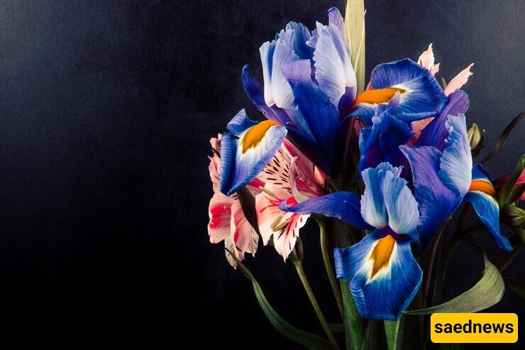 Getting to Know the Exceptional Properties of Iris