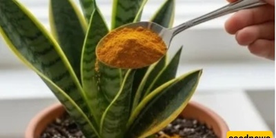 Video: How to Make a Homemade Solution for Fast Plant Growth with Turmeric / Learn All Tips for Beautiful Flowers from Us