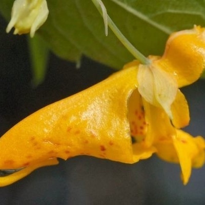 Best Ways to Grow and Care for Impatiens (Busy Lizzie Plants)