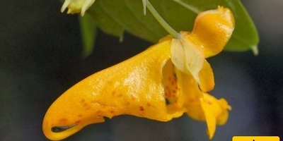Best Ways to Grow and Care for Impatiens (Busy Lizzie Plants)
