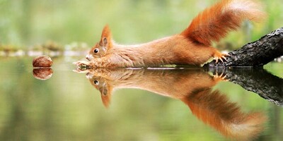 Photo | A Review of the Best Wildlife Documentary Images; From the Dancing Grasshopper and Depressed Chimpanzee to the Squirrel Thief.