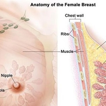Understanding the Anatomy of the Female Breast