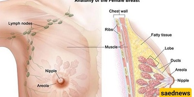 Understanding the Anatomy of the Female Breast