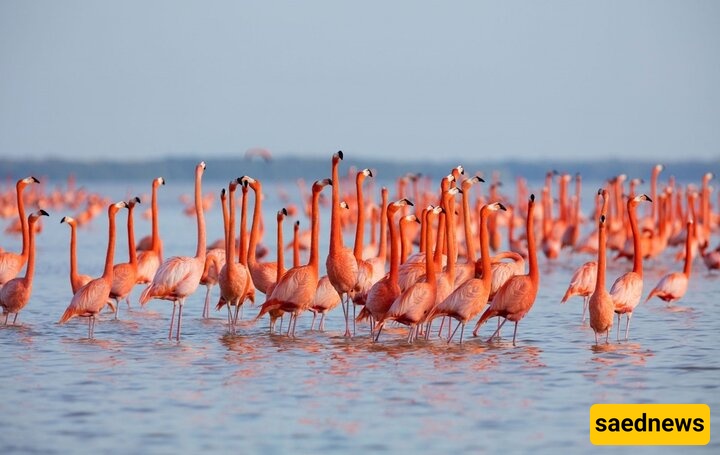 Amazing beauty of Gorgan Gulf in Iran/VIDEO