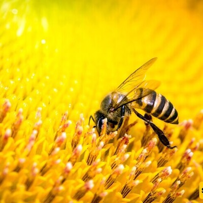 Tiny Brains, Big Skills: How Bees Recognize Human Faces