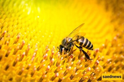 Tiny Brains, Big Skills: How Bees Recognize Human Faces