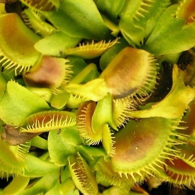 Handle These Carnivorous Plants With Extreme Caution at Home!