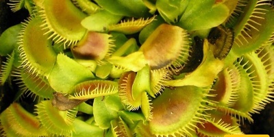 Handle These Carnivorous Plants With Extreme Caution at Home!