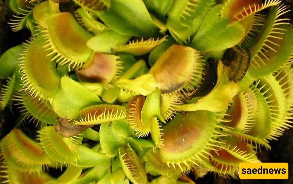 Handle These Carnivorous Plants With Extreme Caution at Home!
