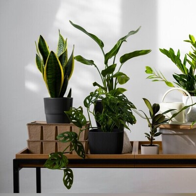 20 Lucky Plants That Bring Fortune to Your Home!