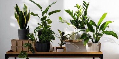 20 Lucky Plants That Bring Fortune to Your Home!