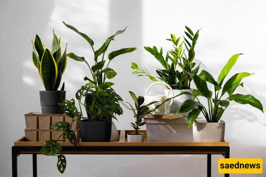 20 Lucky Plants That Bring Fortune to Your Home!