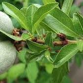 How to Grow and Care for Almond Trees