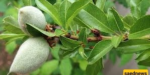 How to Grow and Care for Almond Trees