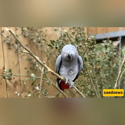 You Won’t Believe Shiraz’s Bird Garden Holds Over 2,000 Feathered Residents