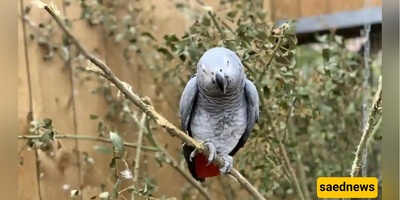 You Won’t Believe Shiraz’s Bird Garden Holds Over 2,000 Feathered Residents