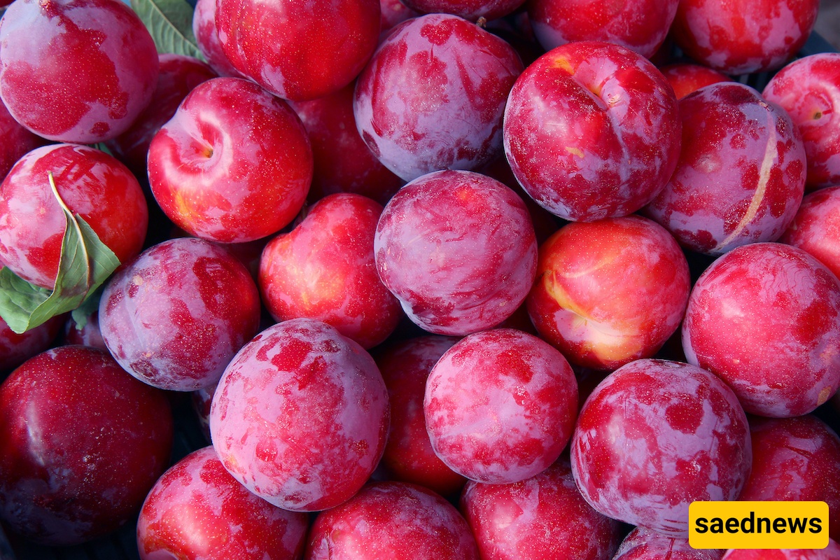 plum 