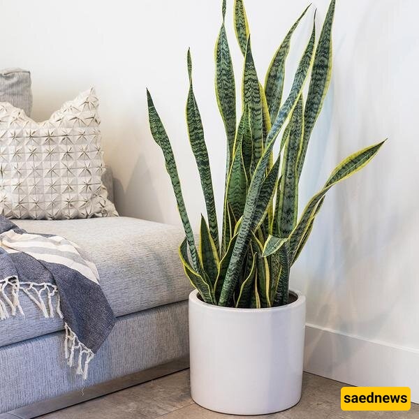 snake plants