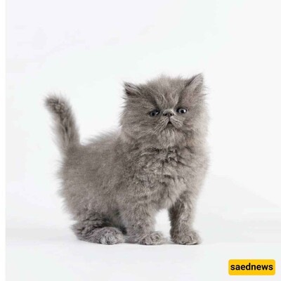 Getting to Know Flat-Faced Cats