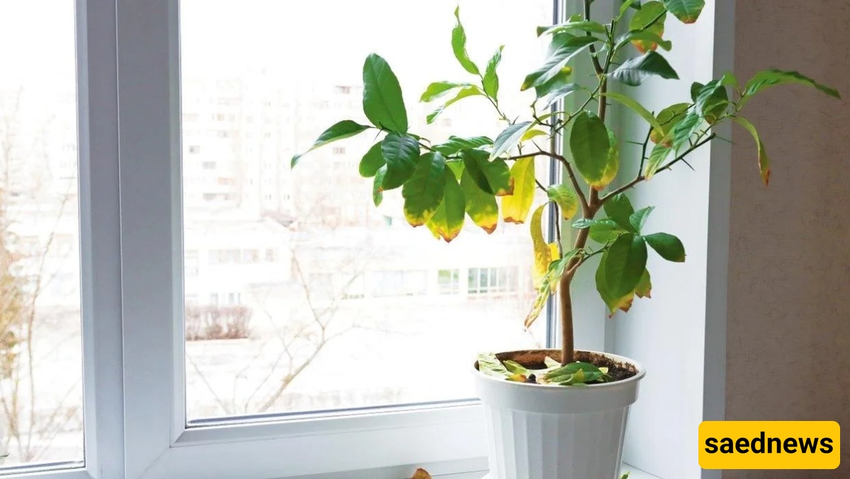plant