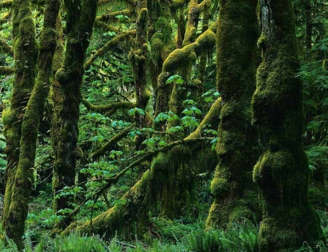 Dohezar Forest Road