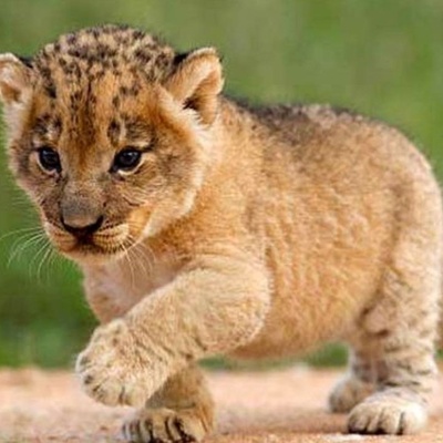 Lion Cub Invited to a Pakistani Couple’s Wedding