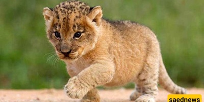 Lion Cub Invited to a Pakistani Couple’s Wedding