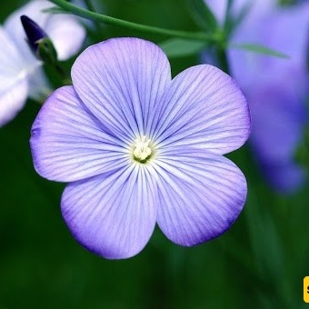 Complete Guide to Growing and Caring for Flax Flowers