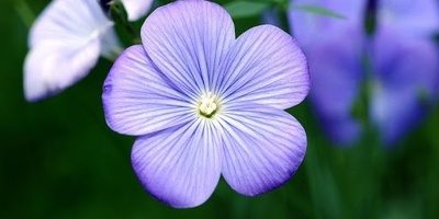 Complete Guide to Growing and Caring for Flax Flowers